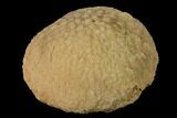 Silurain Fossil Sponge (Astylospongia) - Tennessee #136521-2